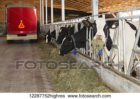 Cows being fed hay mixture after milking; Dewdney, British Columbia, Canada View Large Photo Image Stock Photograph - Cows being fed hay mixture after milking; Dewdney, British Columbia, Canada. Fotosearch