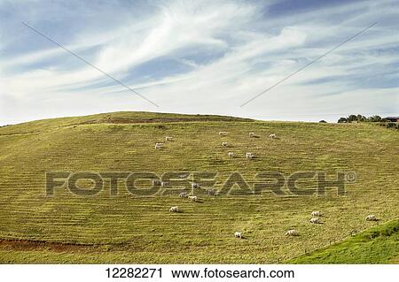 Cows grazing on a mountainside; North Island, New Zealand View Large Photo Image Stock Image - Cows grazing on a mountainside; North Island, New Zealand. Fotosearch