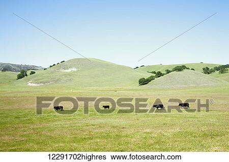 Stock Photograph - Cows in a field under a blue sky near Paso Robles; California, United States of America. Fotosearch