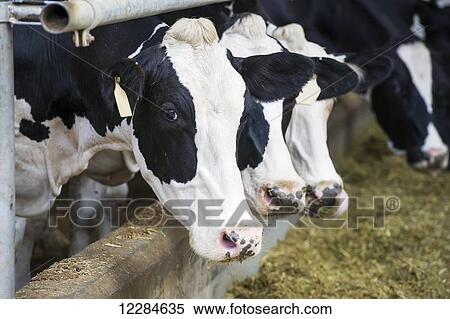 Stock Photography - Cows on a dairy farm; Cullinan, Gautang, South Africa. Fotosearch