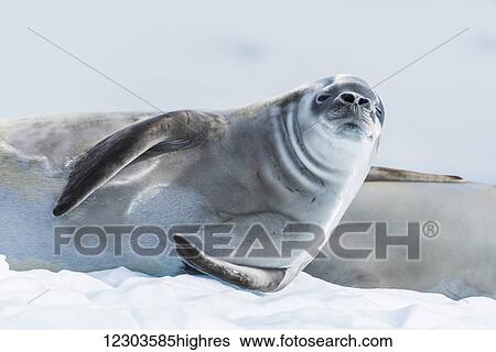 Stock Photograph - Crabeater seal (Lobodon carcinophaga) on ice looking at camera; Antarctica. Fotosearch