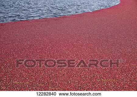 Stock Image - Cranberries are harvested by flooding the fields and allowing the berries to float to the surface; Richmond, British Columbia, Canada. Fotosearch