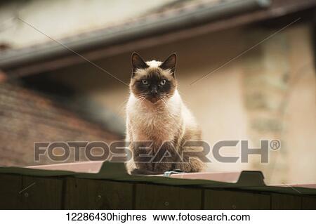 Stock Photograph - Cream and black cat looks down from a roof; Paris, France. Fotosearch