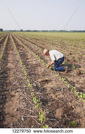 Crop consultant checking no till Roundup ready cotton at four leaf stage with dead weeds controlled by post emergence herbicide, most likely Roundup; England, Arkansas, United States of America View Large Photo Image Stock Image - Crop consultant checking no till Roundup ready cotton at four leaf stage with dead weeds controlled by post emergence herbicide, most likely Roundup; England, Arkansas, United States of America. Fotosearch