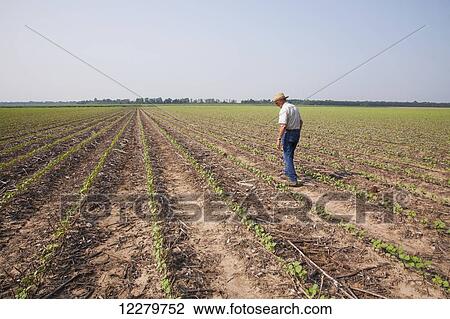 Crop consultant checking no till Roundup ready cotton at four leaf stage with dead weeds controlled by post emergence herbicide, most likely Roundup; England, Arkansas, United States of America View Large Photo Image Stock Image - Crop consultant checking no till Roundup ready cotton at four leaf stage with dead weeds controlled by post emergence herbicide, most likely Roundup; England, Arkansas, United States of America. Fotosearch