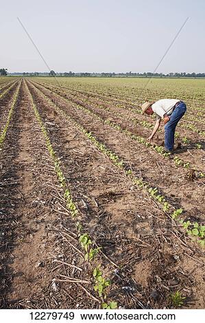 Stock Photo - Crop consultant checking no till Roundup ready cotton at four leaf stage with dead weeds controlled by post emergence herbicide, most likely Roundup; England, Arkansas, United States of America. Fotosearch