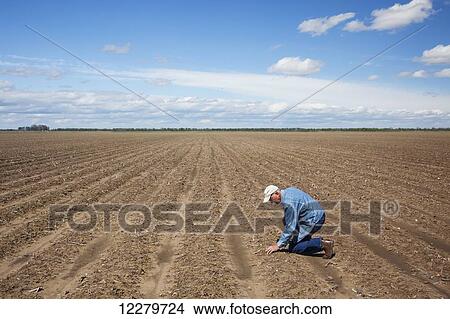 Crop consultant examines bedded land; England, Arkansas, United States of America View Large Photo Image Picture - Crop consultant examines bedded land; England, Arkansas, United States of America. Fotosearch