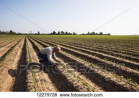 Stock Photo - Crop consultant inspecting conventional till corn seedling at four to five leaf stage, soil is bedded to furrow irrigation; England, Arkansas, United States of America. Fotosearch