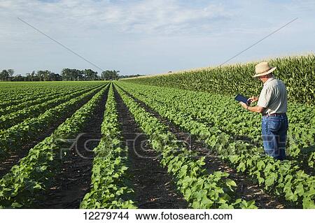 Crop consultant uses tablet to make notes of his observations while checking field of no till cotton in peak fruit development stage; England, Arkansas, United States of America View Large Photo Image Picture - Crop consultant uses tablet to make notes of his observations while checking field of no till cotton in peak fruit development stage; England, Arkansas, United States of America. Fotosearch