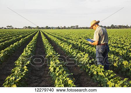 Crop consultant uses tablet to make notes of his observations while checking field of no till cotton in peak fruit development stage; England, Arkansas, United States of America View Large Photo Image Stock Image - Crop consultant uses tablet to make notes of his observations while checking field of no till cotton in peak fruit development stage; England, Arkansas, United States of America. Fotosearch