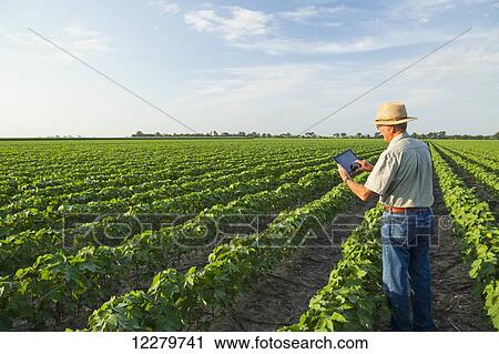 Crop consultant uses tablet to make notes of his observations while checking field of no till cotton in peak fruit development stage; England, Arkansas, United States of America View Large Photo Image Stock Image - Crop consultant uses tablet to make notes of his observations while checking field of no till cotton in peak fruit development stage; England, Arkansas, United States of America. Fotosearch