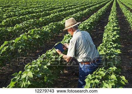 Crop consultant uses tablet to make notes of his observations while checking field of no till cotton in peak fruit development stage; England, Arkansas, United States of America View Large Photo Image Stock Image - Crop consultant uses tablet to make notes of his observations while checking field of no till cotton in peak fruit development stage; England, Arkansas, United States of America. Fotosearch