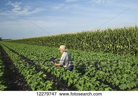 Stock Photo - Crop consultant uses tablet to make notes of his observations while checking field of no till cotton in peak fruit development stage; England, Arkansas, United States of America. Fotosearch