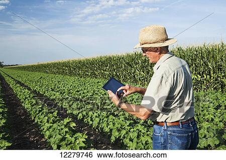 Crop consultant uses tablet to make notes of his observations while checking field of no till cotton in peak fruit development stage; England, Arkansas, United States of America View Large Photo Image Stock Photograph - Crop consultant uses tablet to make notes of his observations while checking field of no till cotton in peak fruit development stage; England, Arkansas, United States of America. Fotosearch