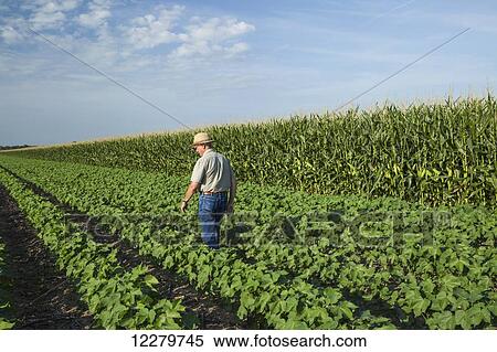 Stock Photography - Crop consultant uses tablet to make notes of his observations while checking field of no till cotton in peak fruit development stage; England, Arkansas, United States of America. Fotosearch