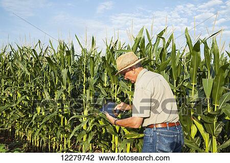 Crop Consultant uses tablet to record observations while checking field of corn in kernel filling stage; England, Arkansas, United States of America View Large Photo Image Stock Image - Crop Consultant uses tablet to record observations while checking field of corn in kernel filling stage; England, Arkansas, United States of America. Fotosearch