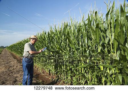 Crop consultant uses tablet to record observations while checking field of corn in kernel filling stage; England, Arkansas, United States of America View Large Photo Image Stock Photo - Crop consultant uses tablet to record observations while checking field of corn in kernel filling stage; England, Arkansas, United States of America. Fotosearch