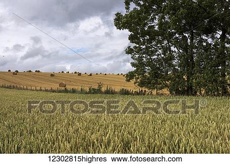 Stock Photograph - Crop in a field in the foreground and a golden harvest field with hay bales in the background; Cupar, Scotland. Fotosearch