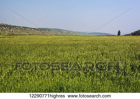 Crop in a field in the valley of Elah; Israel View Large Photo Image Stock Photograph - Crop in a field in the valley of Elah; Israel. Fotosearch