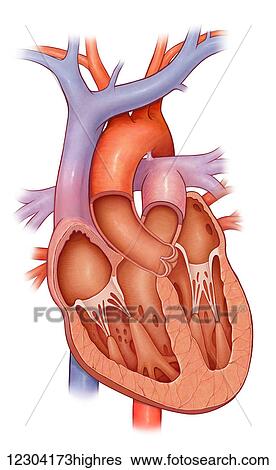 Stock Photograph - Cross section of a normal heart. Fotosearch