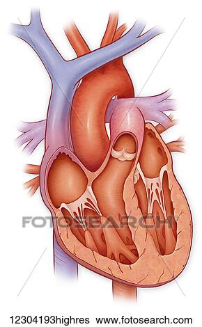 Stock Photograph - Cross section of a normal heart. Fotosearch