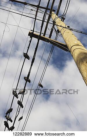 Crows perch on telephone lines near Broadway street; Vancouver, British Columbia, Canada View Large Photo Image Stock Photo - Crows perch on telephone lines near Broadway street; Vancouver, British Columbia, Canada. Fotosearch