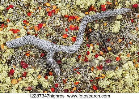 Curled piece of wood laying in the caribou moss along the Dempster Highway; Yukon, Canada View Large Photo Image Stock Photograph - Curled piece of wood laying in the caribou moss along the Dempster Highway; Yukon, Canada. Fotosearch