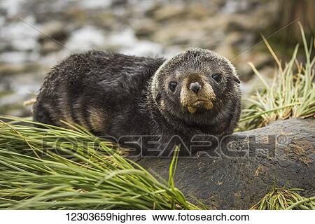 Stock Photograph - Cute Antarctic fur seal pup (Arctocephalus gazella) on rock; Antarctica. Fotosearch