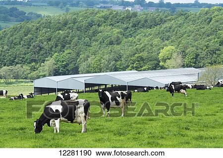 Dairy cattle grazing in field with farm buildings in background; Cumbria, England View Large Photo Image Stock Image - Dairy cattle grazing in field with farm buildings in background; Cumbria, England. Fotosearch