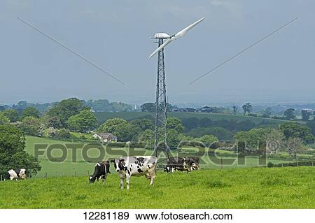 Dairy cattle grazing in field with wind turbine in background; Cumbria, England View Large Photo Image Stock Photo - Dairy cattle grazing in field with wind turbine in background; Cumbria, England. Fotosearch