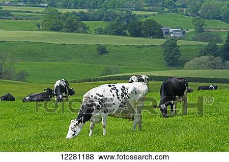 Dairy cattle grazing in pasture; Cumbria, England View Large Photo Image Stock Photo - Dairy cattle grazing in pasture; Cumbria, England. Fotosearch