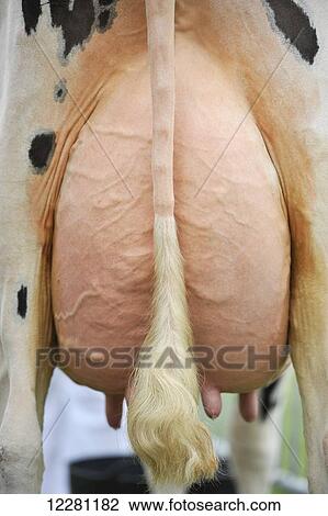 Stock Image - Dairy cows udder from behind; United Kingdom. Fotosearch