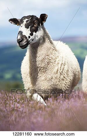 Dalesbred mule shearling on heather moorland; North Yorkshire, England View Large Photo Image Stock Image - Dalesbred mule shearling on heather moorland; North Yorkshire, England. Fotosearch