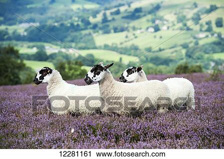Stock Image - Dalesbred mule shearlings on heather moorland; North Yorkshire, England. Fotosearch