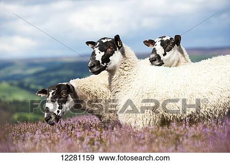 Dalesbred mule shearlings on heather moorland; North Yorkshire, England View Large Photo Image Stock Photo - Dalesbred mule shearlings on heather moorland; North Yorkshire, England. Fotosearch