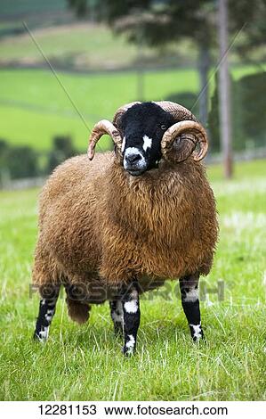 Dalesbred ram in field; North Yorkshire, England View Large Photo Image Stock Image - Dalesbred ram in field; North Yorkshire, England. Fotosearch