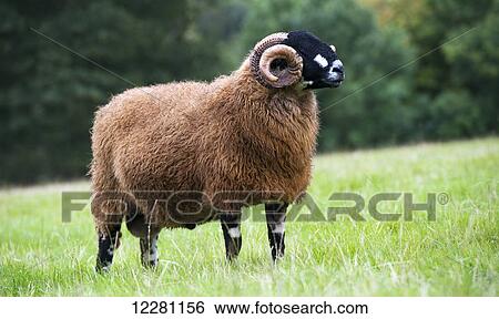 Dalesbred ram in field; North Yorkshire, England View Large Photo Image Stock Photograph - Dalesbred ram in field; North Yorkshire, England. Fotosearch