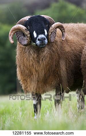 Dalesbred ram in field; North Yorkshire, England View Large Photo Image Stock Photography - Dalesbred ram in field; North Yorkshire, England. Fotosearch