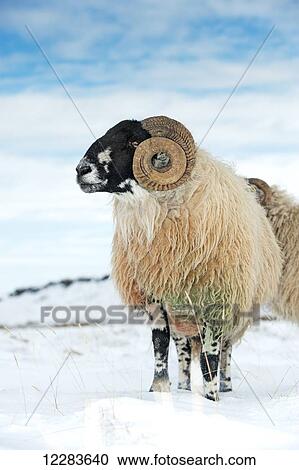 Dalesbred ram on moorland in snow; North Yorkshire, England View Large Photo Image Stock Image - Dalesbred ram on moorland in snow; North Yorkshire, England. Fotosearch