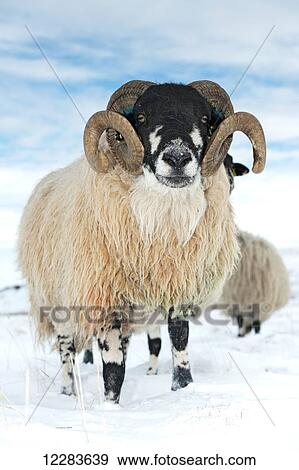 Stock Photo - Dalesbred ram on moorland in snow; North Yorkshire, England. Fotosearch