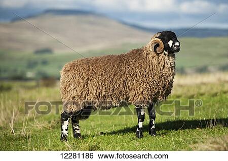 Dalesbred ram, traditional hill breed, on pasture; North Yorkshire, England View Large Photo Image Stock Photograph - Dalesbred ram, traditional hill breed, on pasture; North Yorkshire, England. Fotosearch