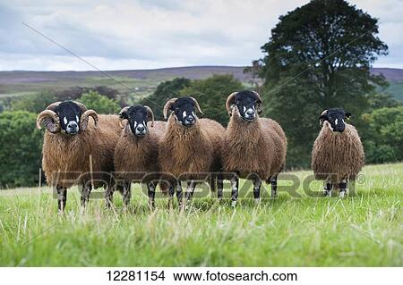 Picture - Dalesbred sheep, a hardy upland breed; North Yorkshire, England. Fotosearch