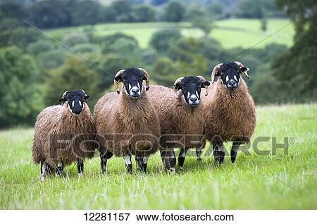 Stock Photo - Dalesbred sheep, a hardy upland breed; North Yorkshire, England. Fotosearch