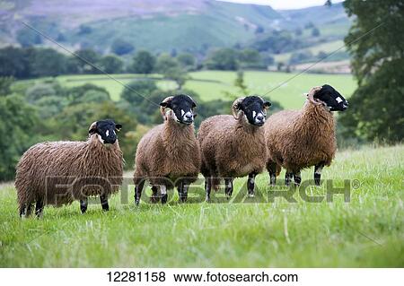 Stock Photo - Dalesbred sheep, a hardy upland breed; North Yorkshire, England. Fotosearch
