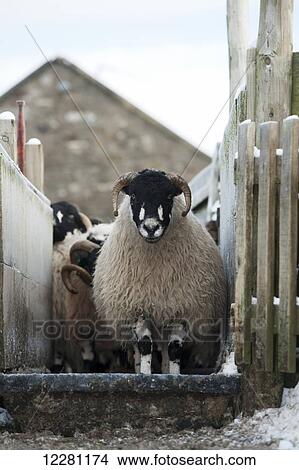 Picture - Dalesbred sheep going through a footbath to help prevent foot rot; North Yorkshire, England. Fotosearch