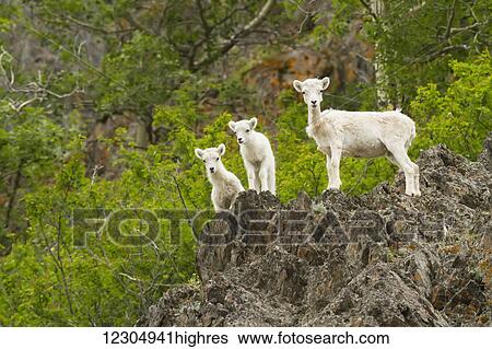 Dall Sheep at Windy Point above the Seward Highway in the Chugach Mountains, Southcentral Alaska, summer View Large Photo Image Stock Photograph - Dall Sheep at Windy Point above the Seward Highway in the Chugach Mountains, Southcentral Alaska, summer. Fotosearch