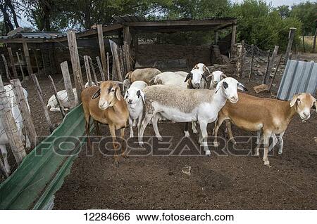 Stock Photograph - Damara sheep (ovis aries); Ghanzi, Botswana. Fotosearch