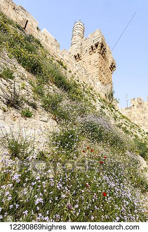 Stock Photograph - David's citadel and wildflowers growing on the sloped hillside; Jerusalem, Israel. Fotosearch