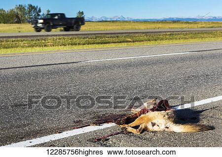 Stock Photograph - Dead coyote on the roadside hit by a vehicle with a moving truck in the background; Alberta, Canada. Fotosearch