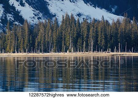 Stock Photograph - Dead evergreen trees line the beach along the shore in Kings Bay, Prince William Sound; Whittier, Alaska, United States of America. Fotosearch